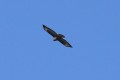 Buse variable Monique F